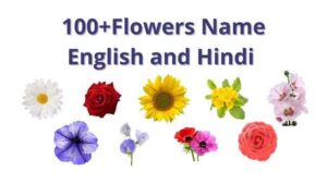 Flowers Name English and Hindi 