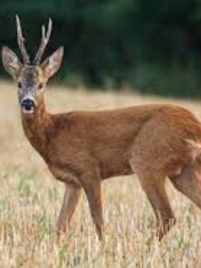 Chronic Wasting Disease Detected in Deer: What You Need to Know